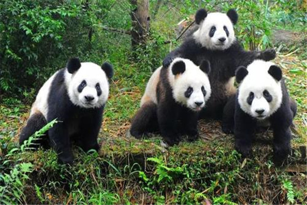 大熊貓為什么是國寶的原因？為什么大家稱(chēng)大熊貓為國寶