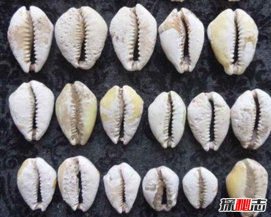 世界上最早的錢(qián)幣：天然海貝,最早紙幣誕生在中國