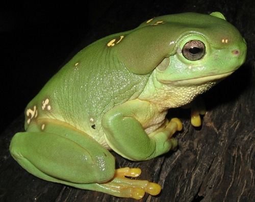 大雨蛙,學(xué)名叫作：Litoria splendidais
